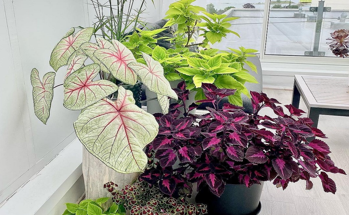 plantas de meia sombra para jardim