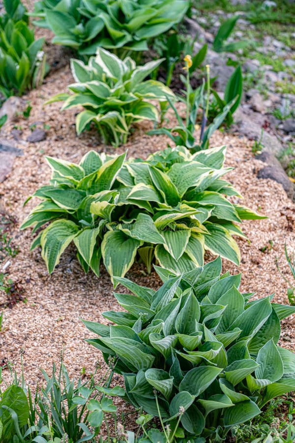 plantas tropicais para jardim