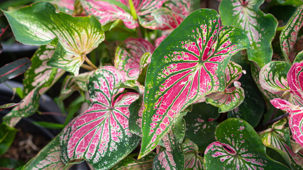 suculentas esculturais para jardim