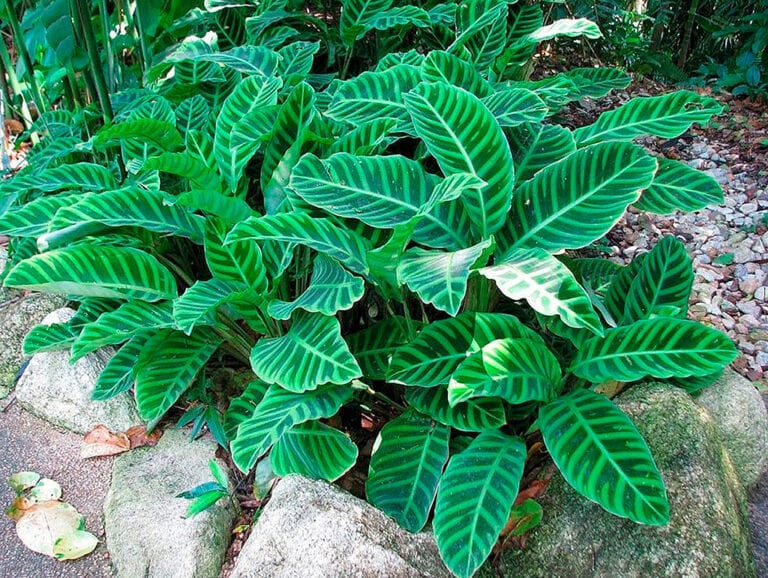 plantas para vasos de jardim