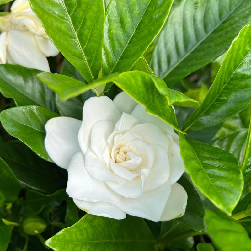 gardênia perfume