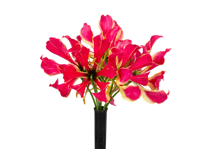 Gloriosa superba cultivo