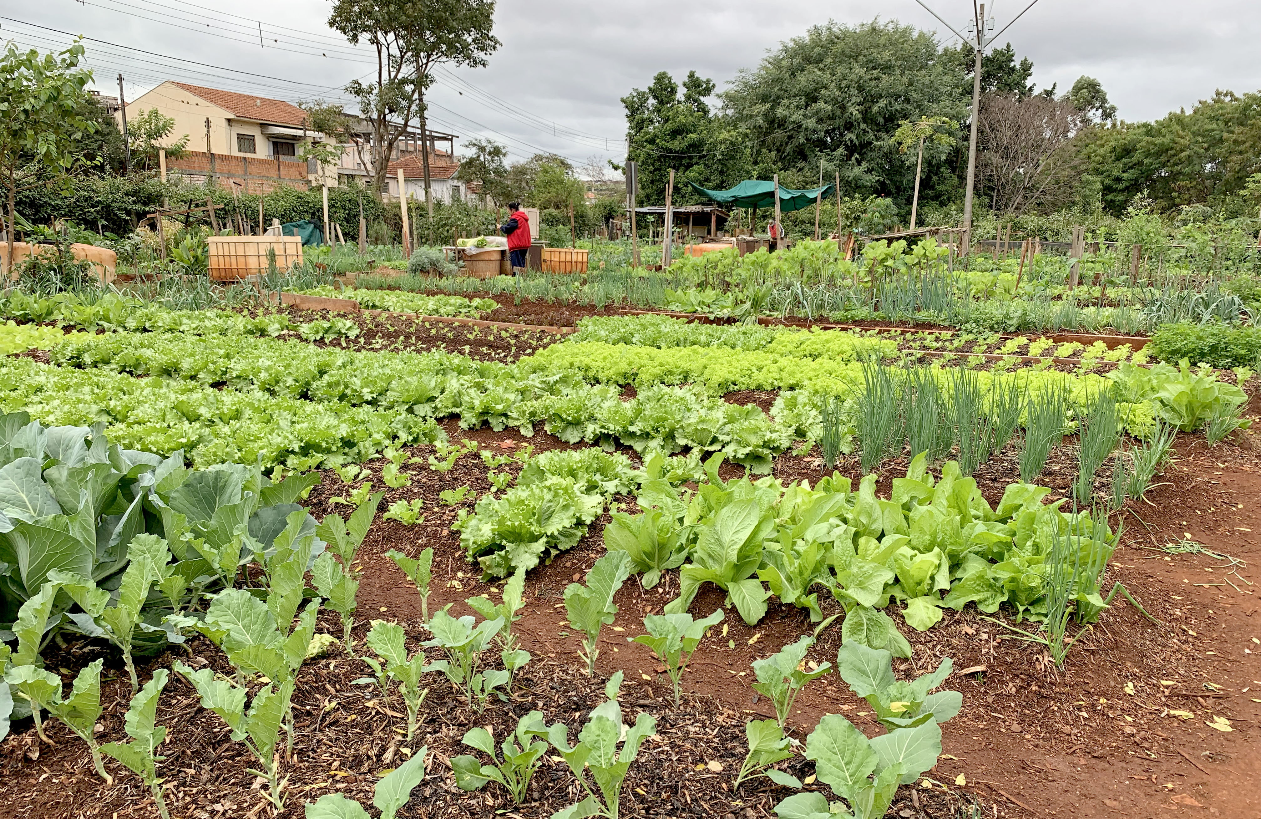 espaço de cultivo comunitário