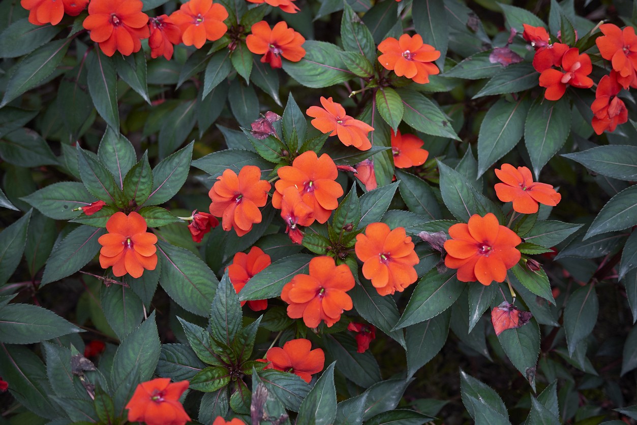 Plantas para sol parcial