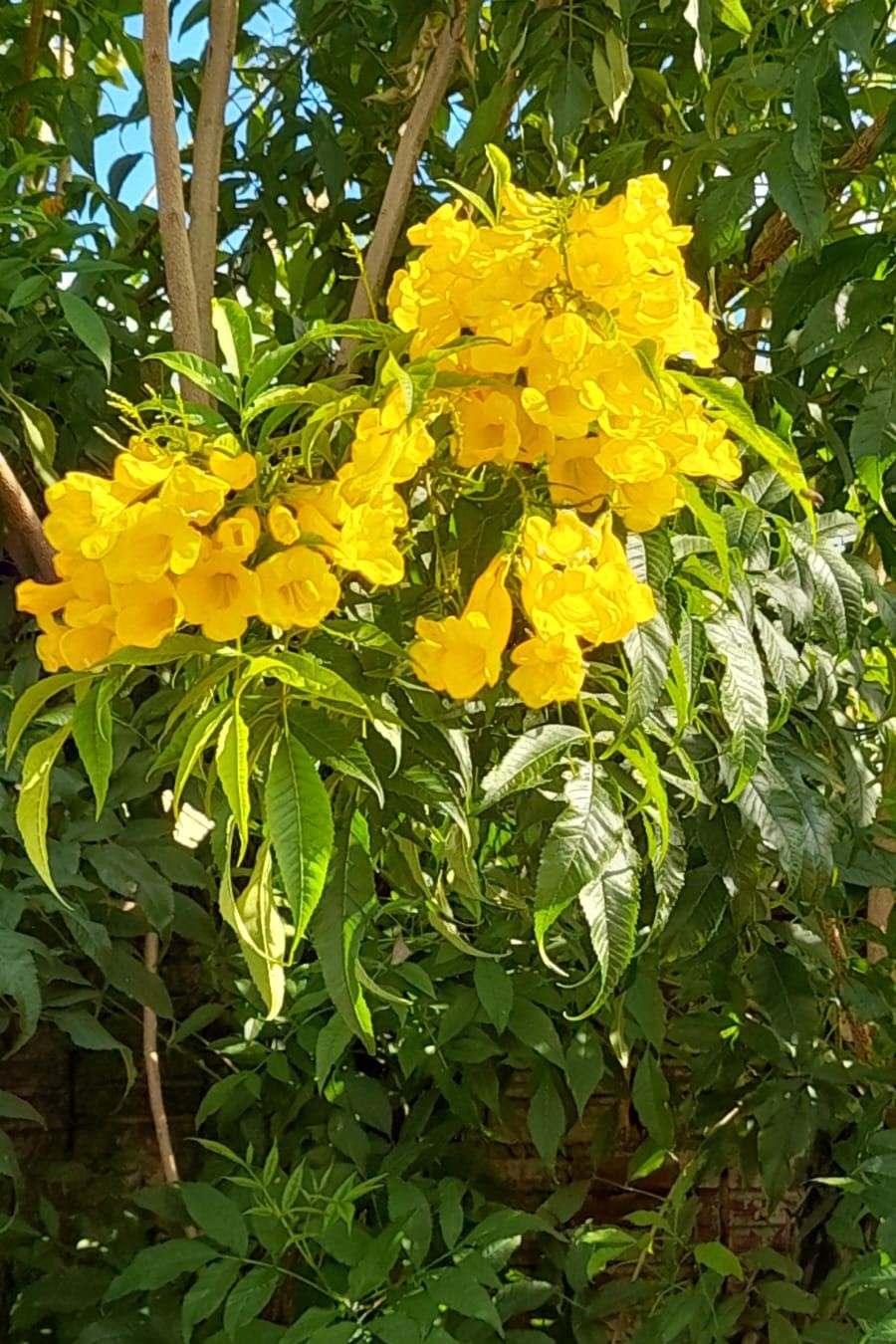 Handroanthus albus cultivo