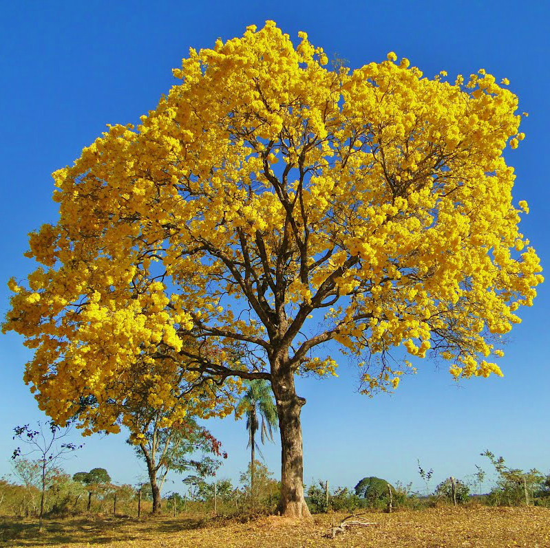 Tabebuia aurea características