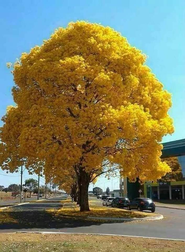 florada do ipê