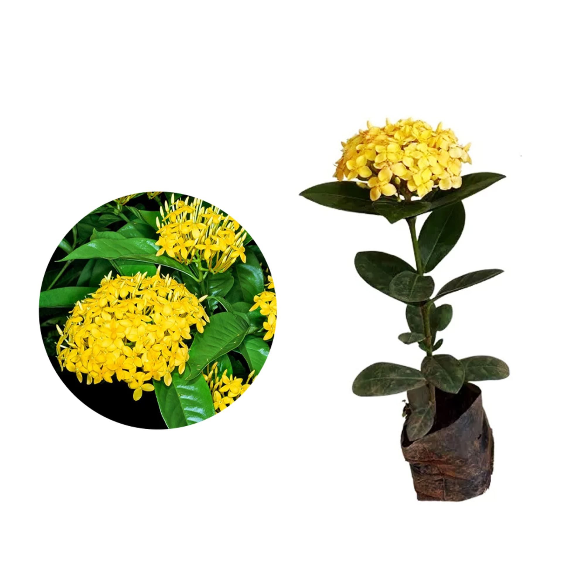 Ixora coccinea amarela