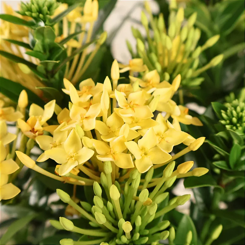 Ixora chinensis amarela