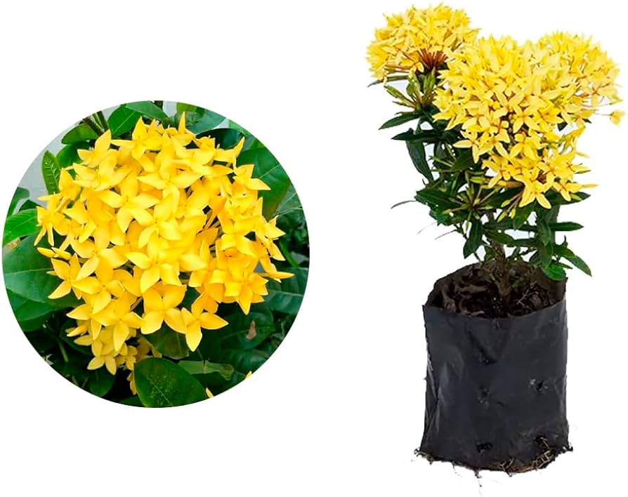 Cultivo de ixora amarela