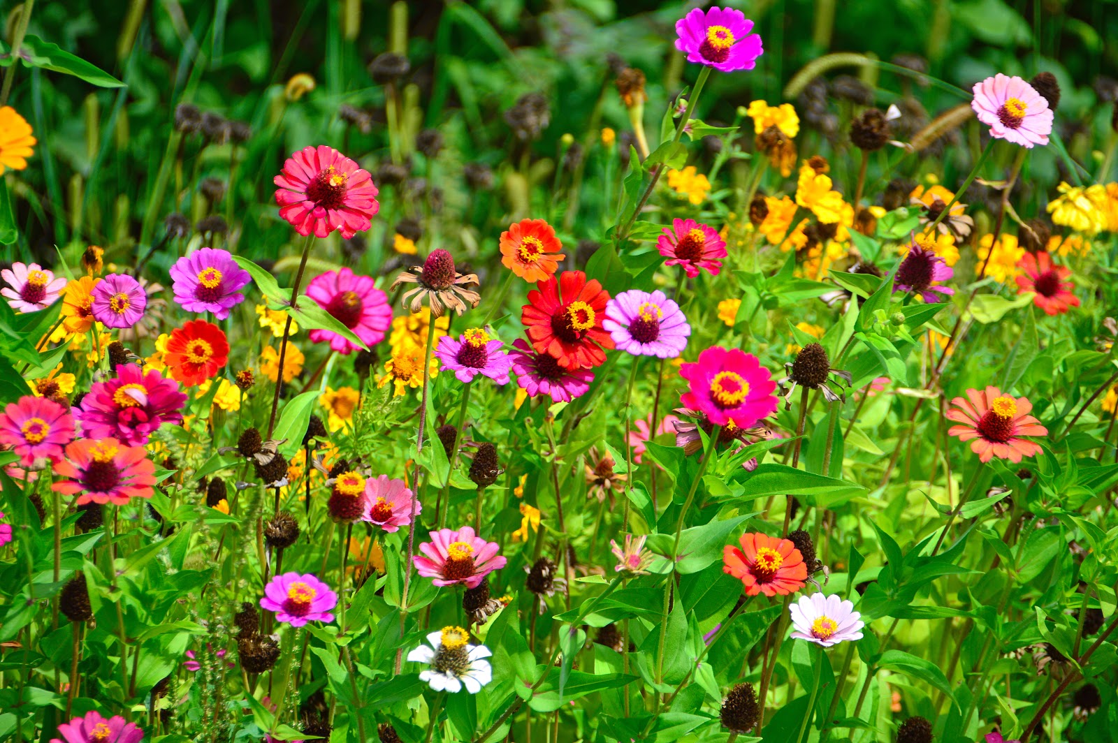 flores para jardim que não morrem