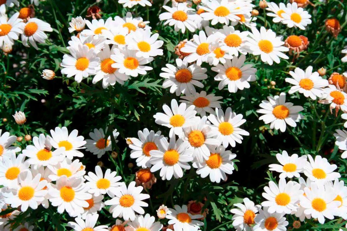 jardim florido o ano inteiro