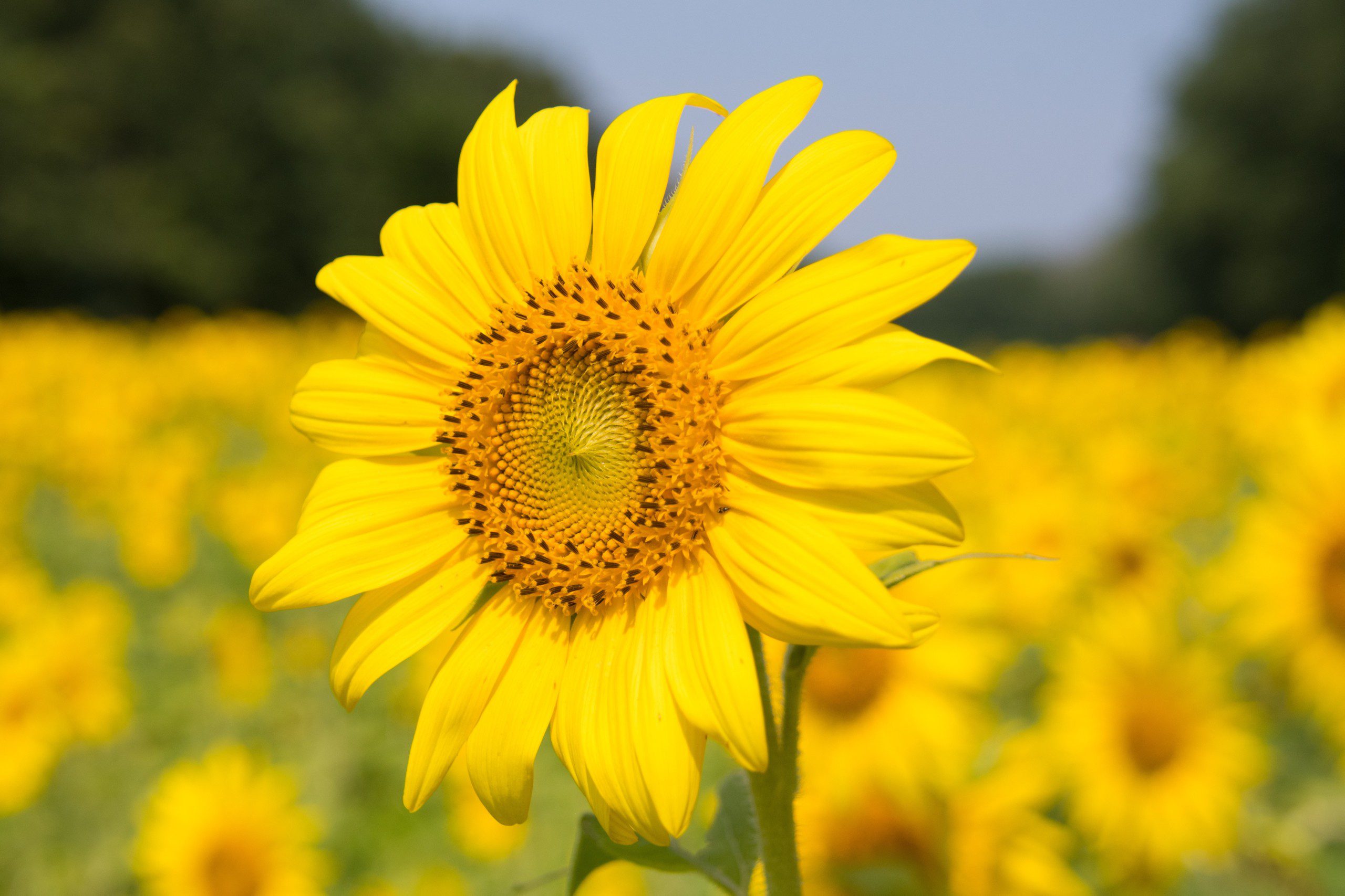 plantas para varanda com sol