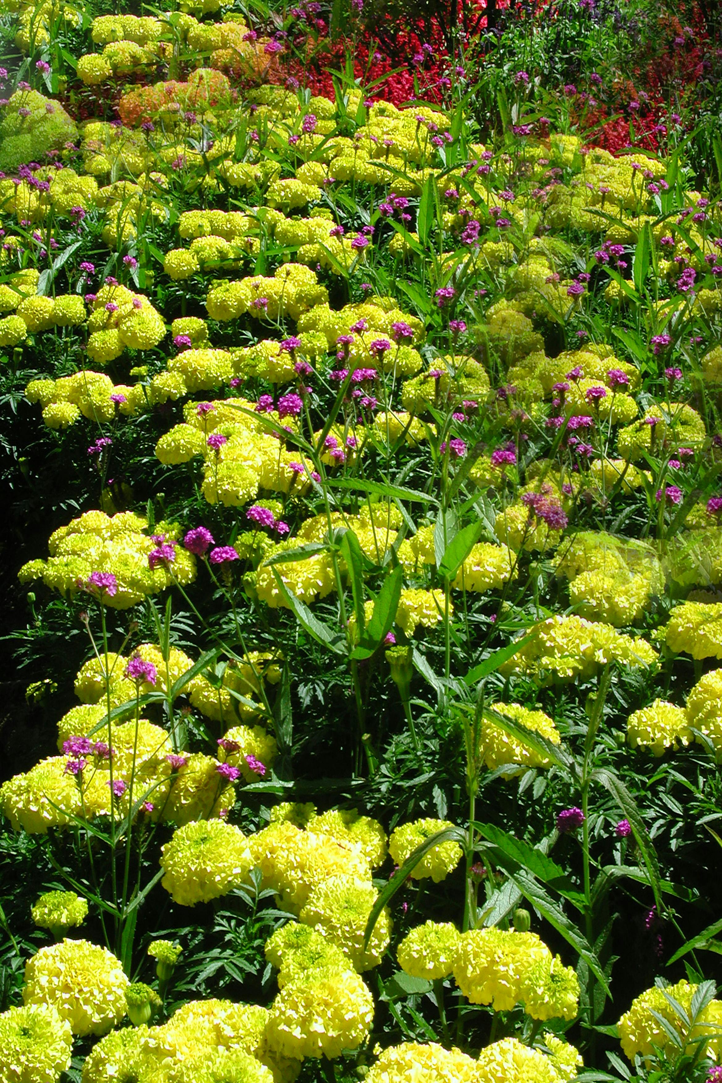 jardins verticais flores