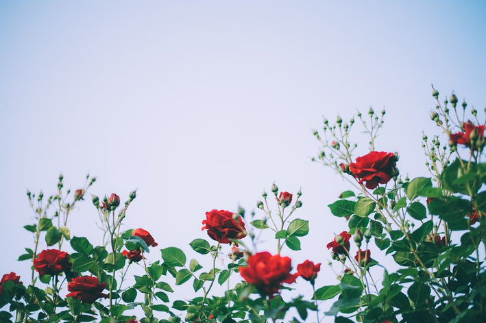 flores para jardim que não morrem