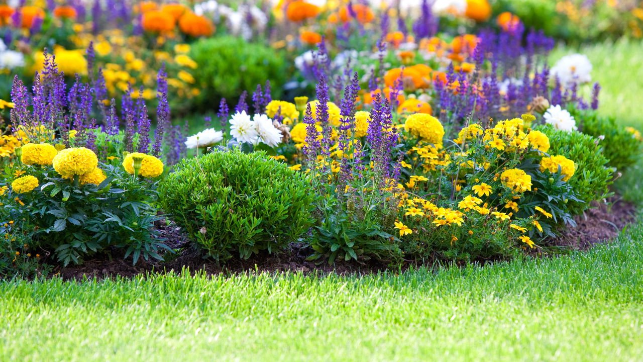 plantas de jardim resistentes ao sol