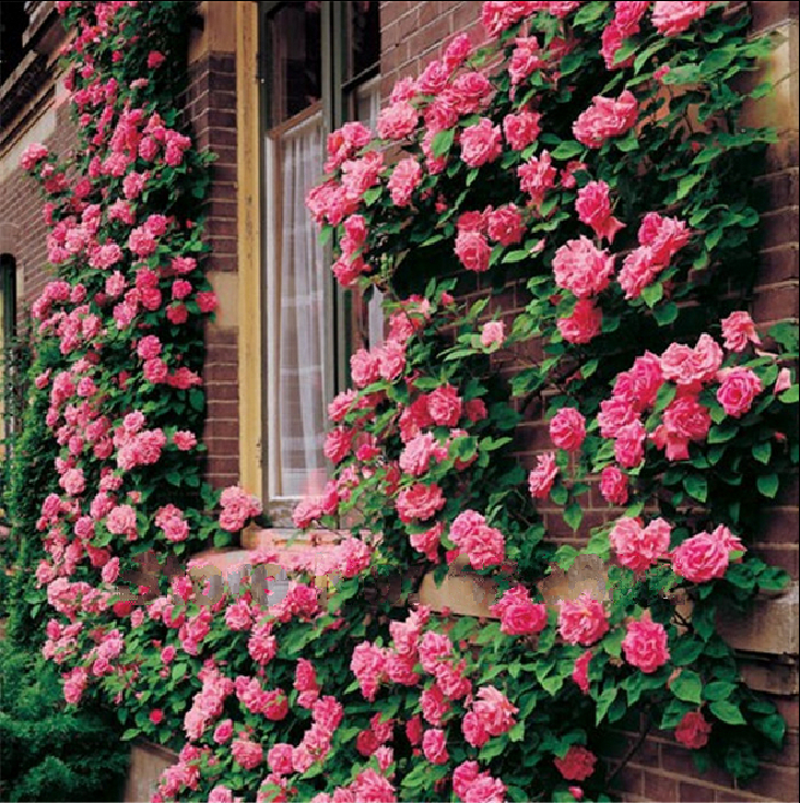 manutenção de jardim de flores