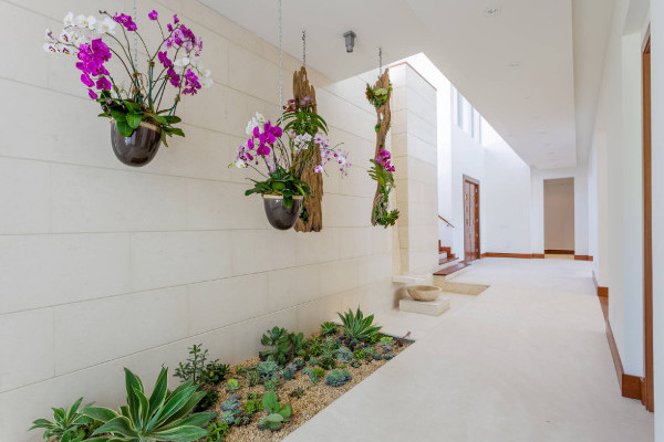 plantas que purificam o ar