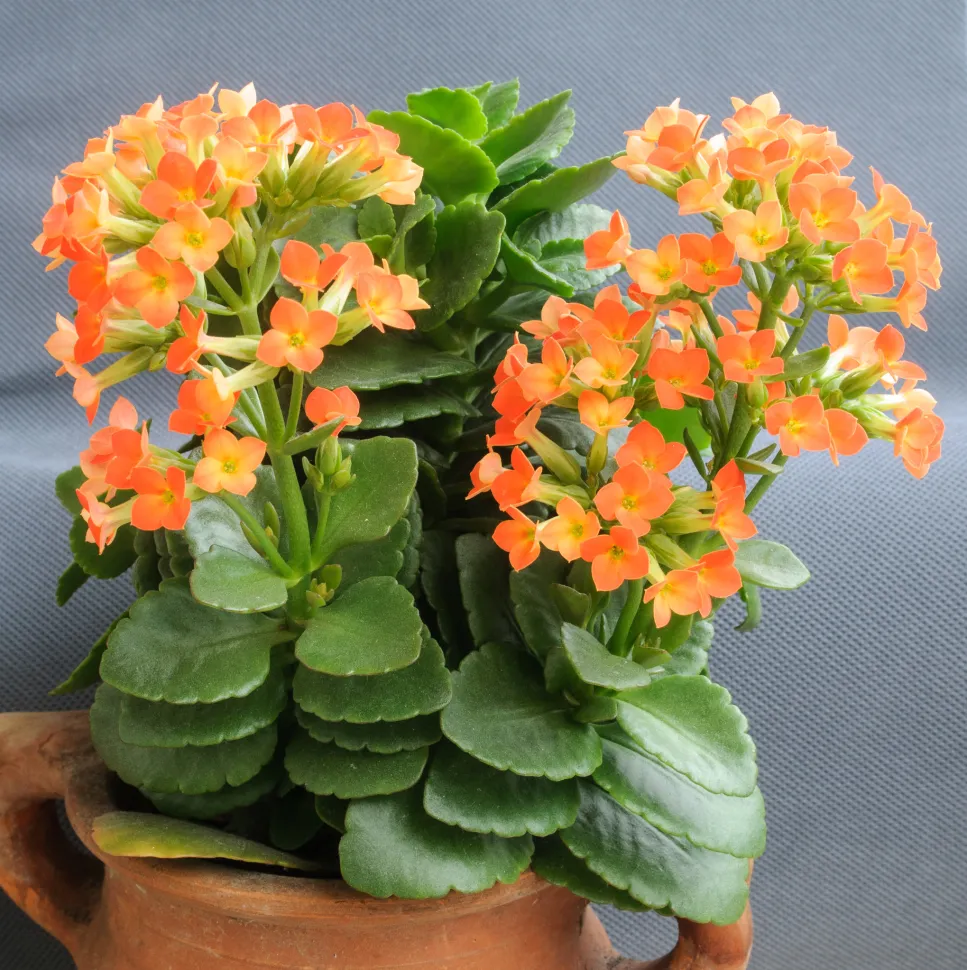 como plantar kalanchoe