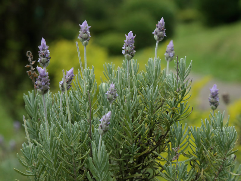 gênero Lavandula