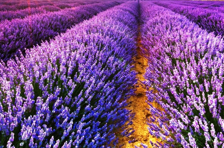 tipos de lavanda