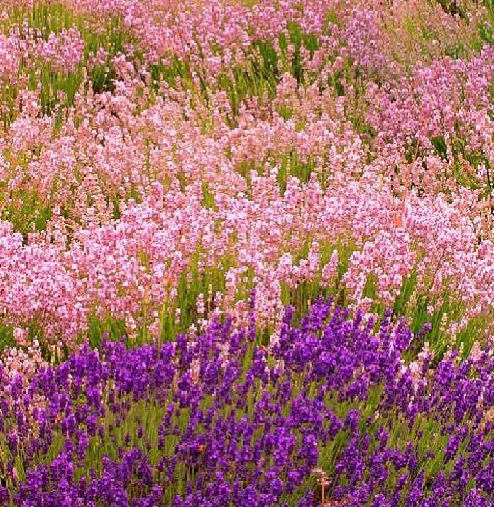 lavanda para ansiedade