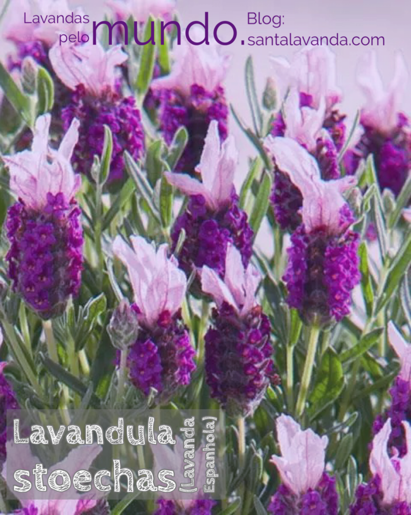 lavanda para sono