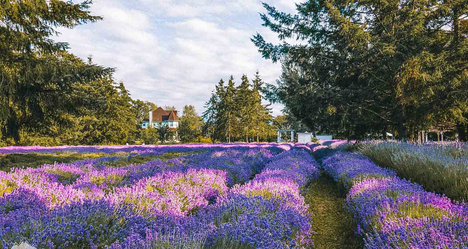 lavanda antisséptica