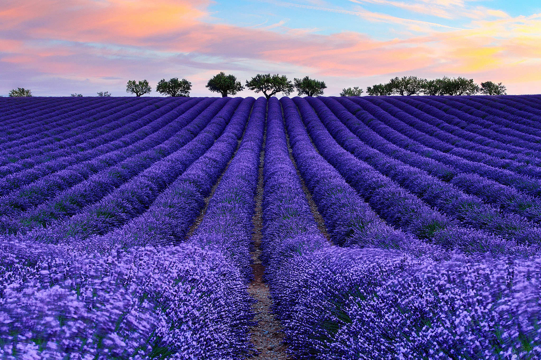 lavanda repelente natural