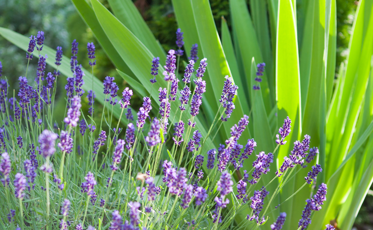 lavanda comestível