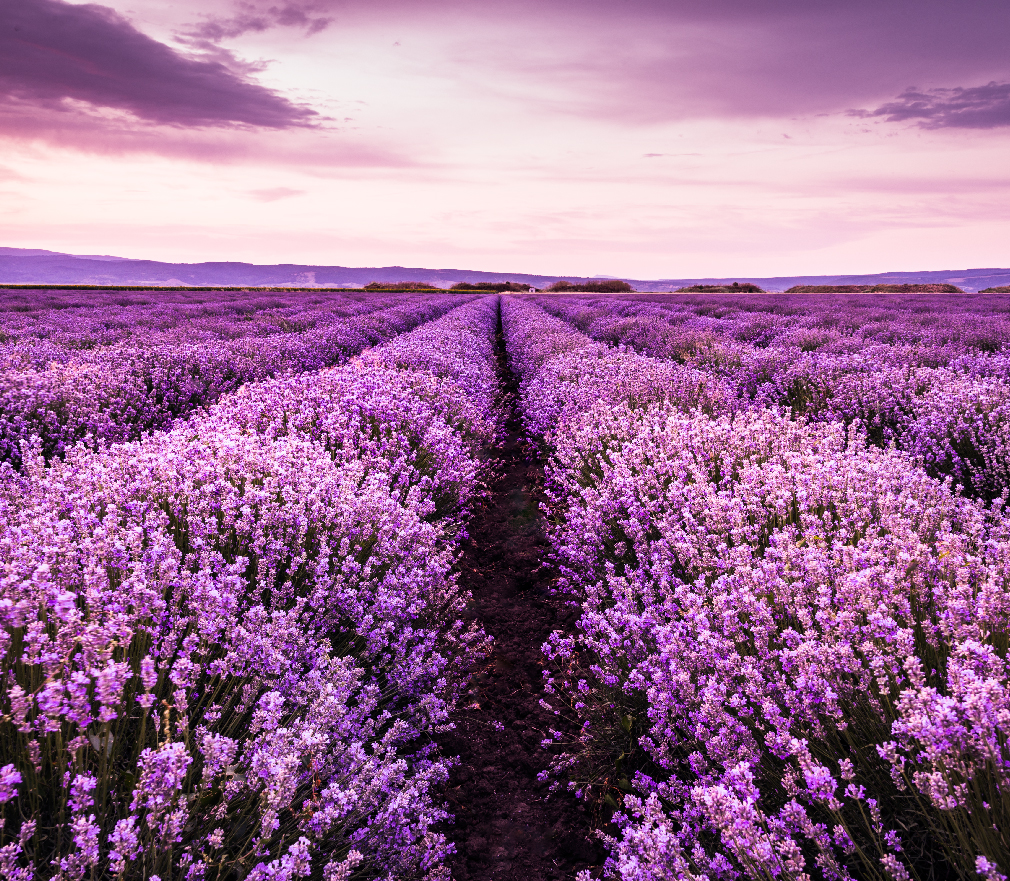 cuidados com lavanda
