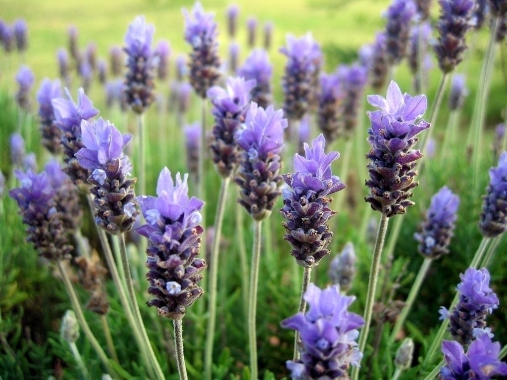poda de lavanda