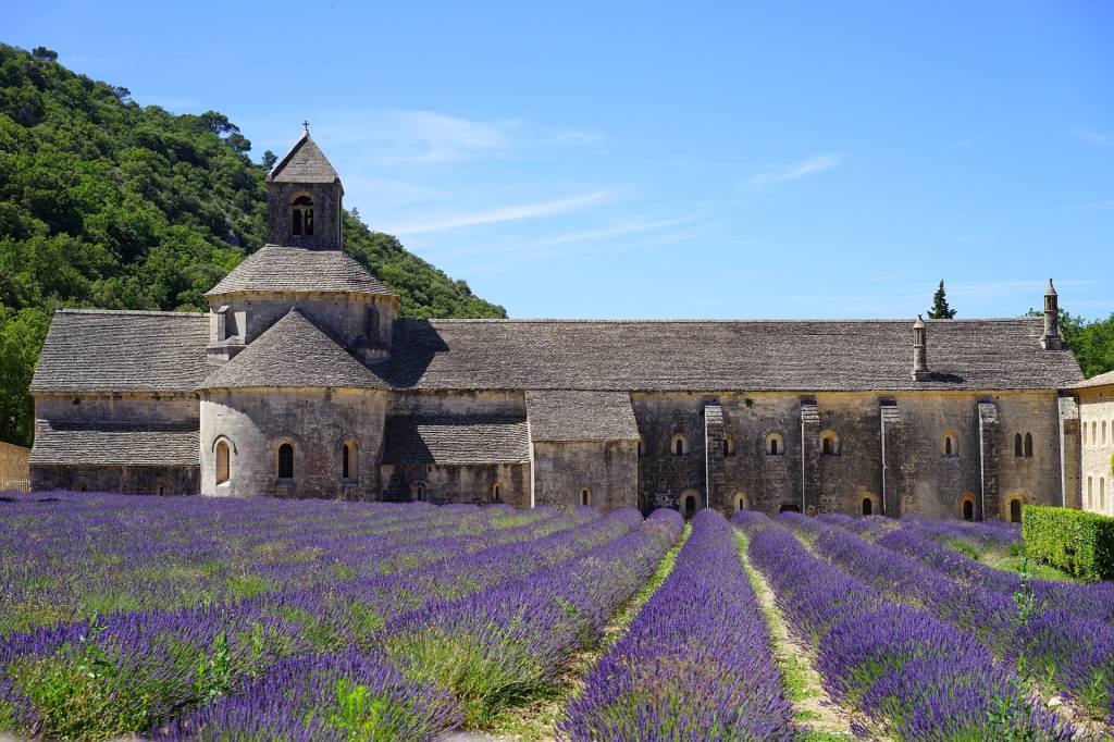 lavanda em vaso