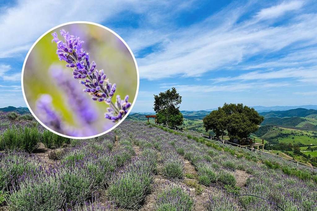 lavanda para jardim