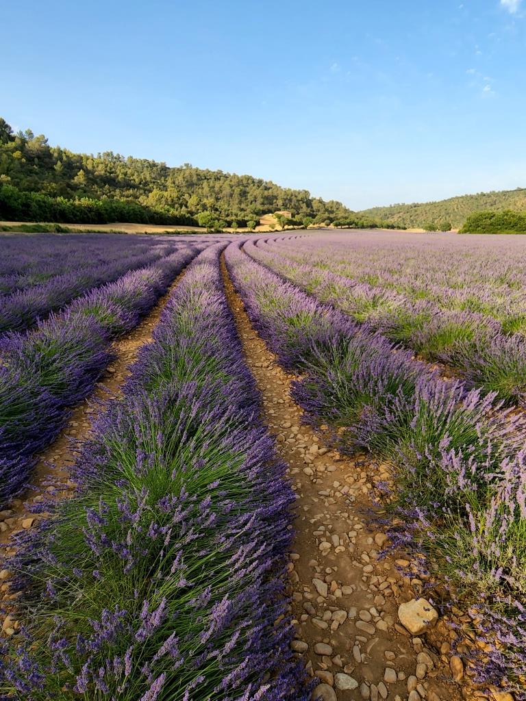 mudas de lavanda