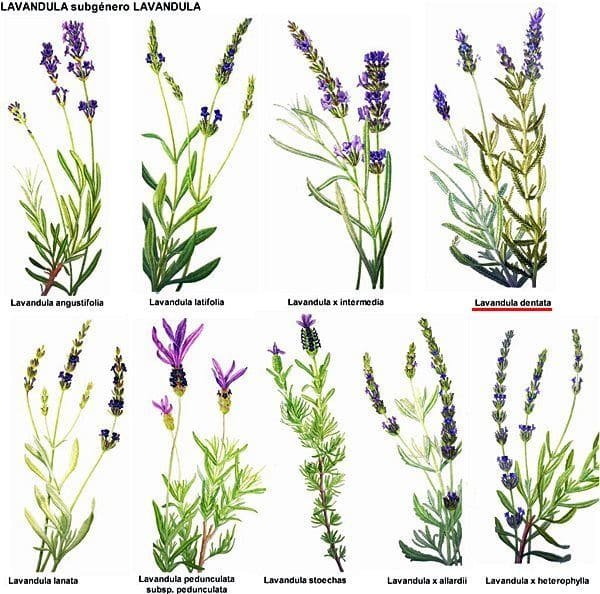 lavanda francesa