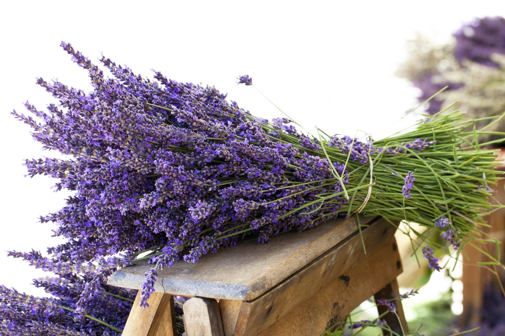 óleo essencial de lavanda