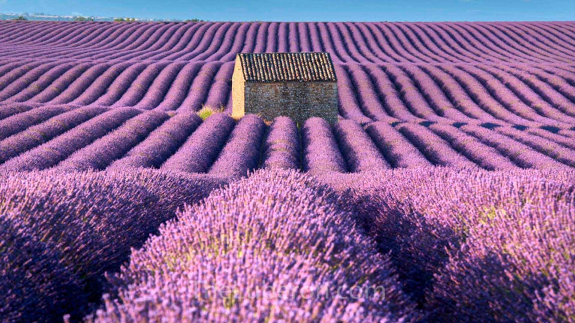 cultivo de lavanda