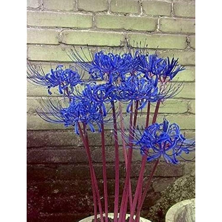 Muzan Kibutsuji flor azul