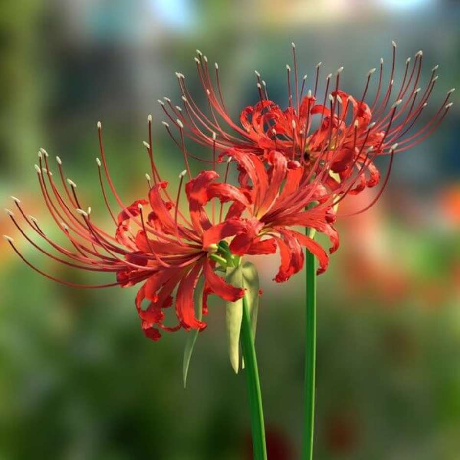 Lycoris sprengeri cultivo