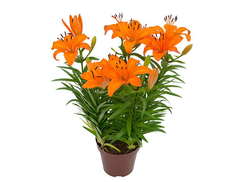 flor lírio laranja
