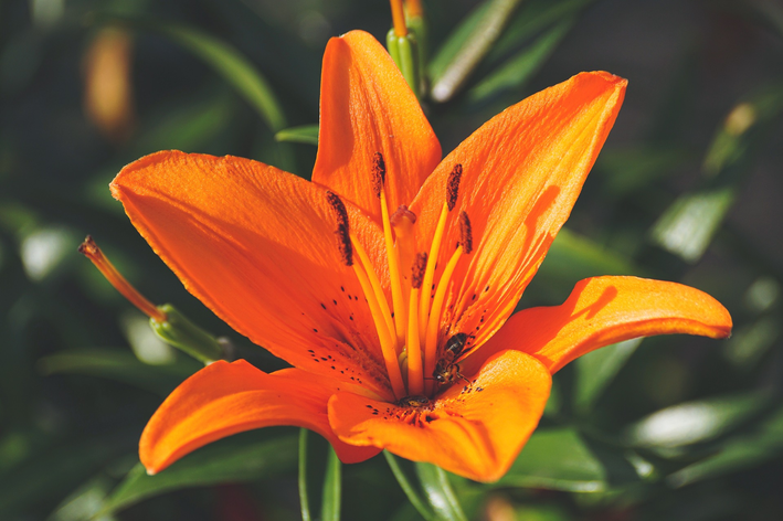 cultivo lírio laranja