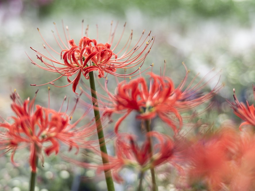 cuidados lírio vermelho