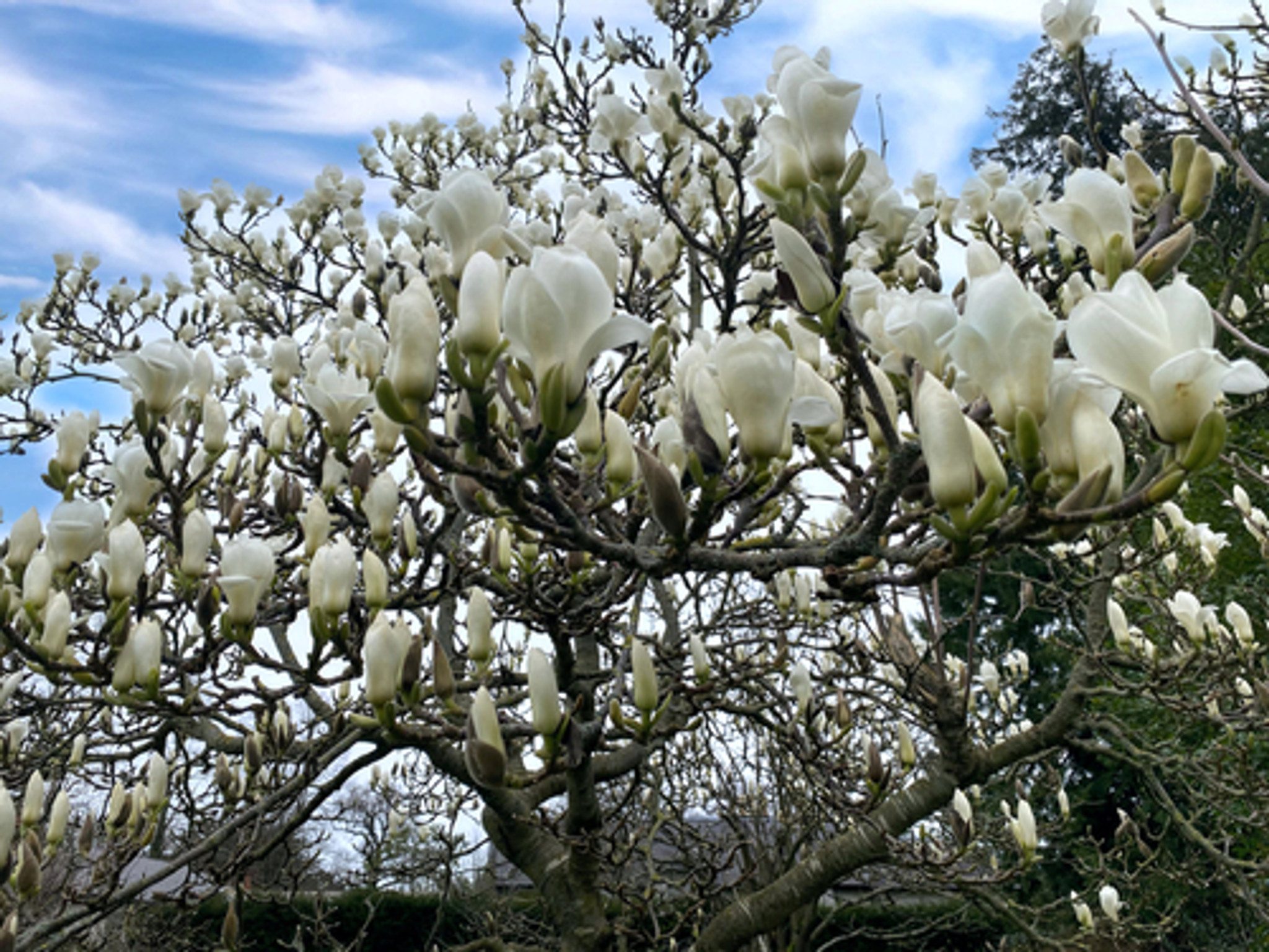 magnólia liliflora cultivo