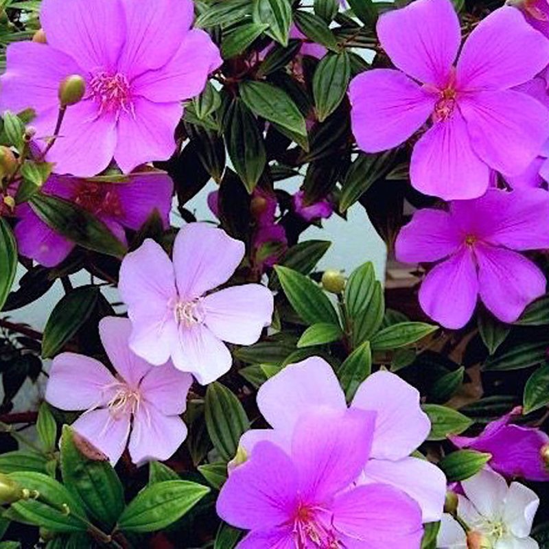 Tibouchina mutabilis