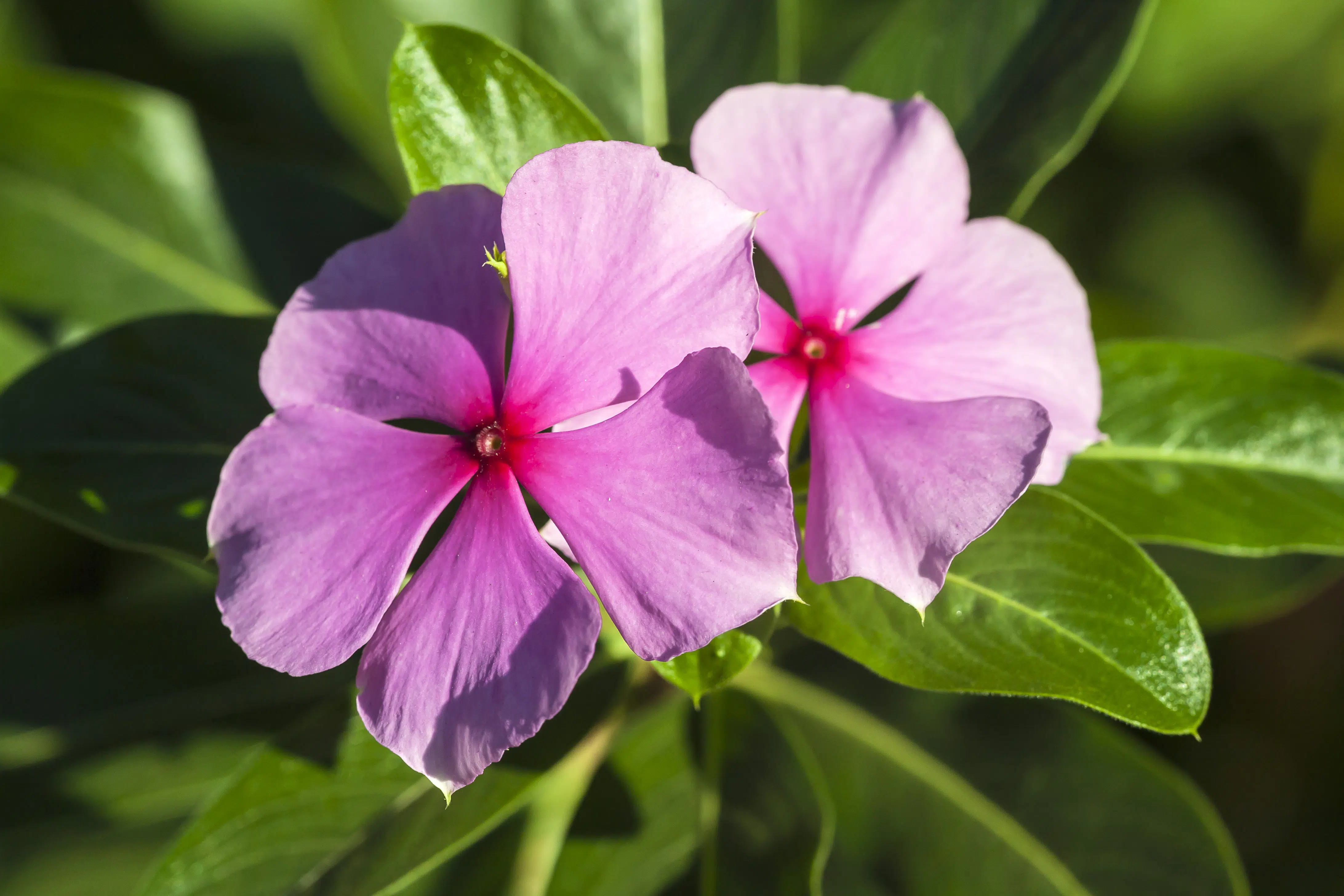 flor beijo