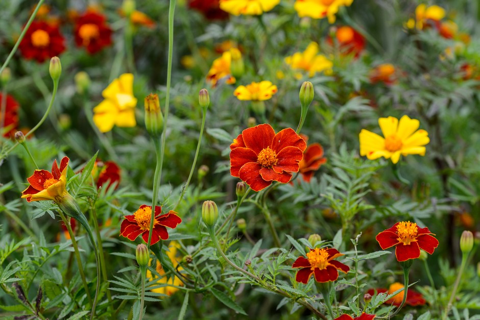 Cultivo de marigolds