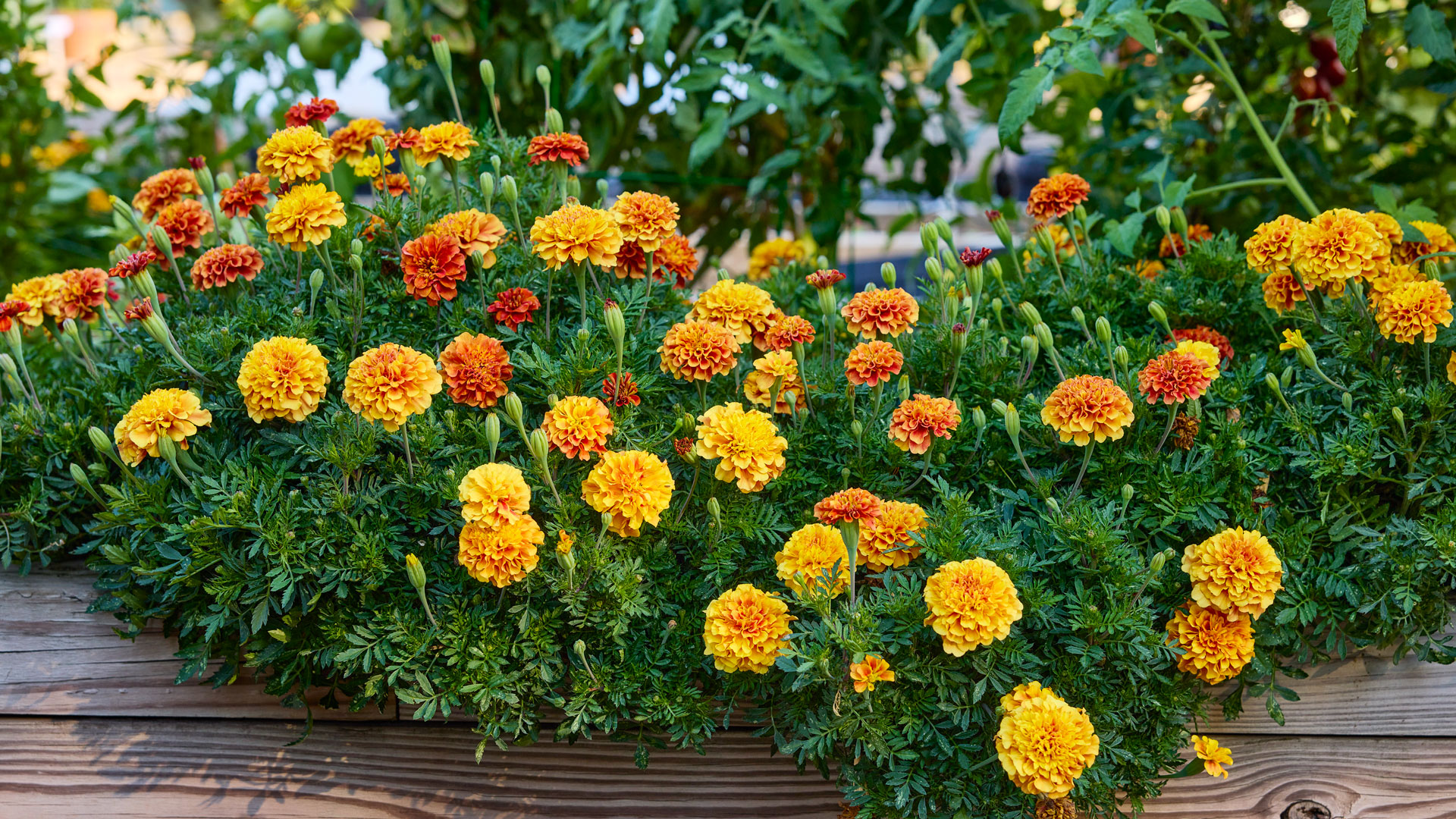 Pragas de marigolds