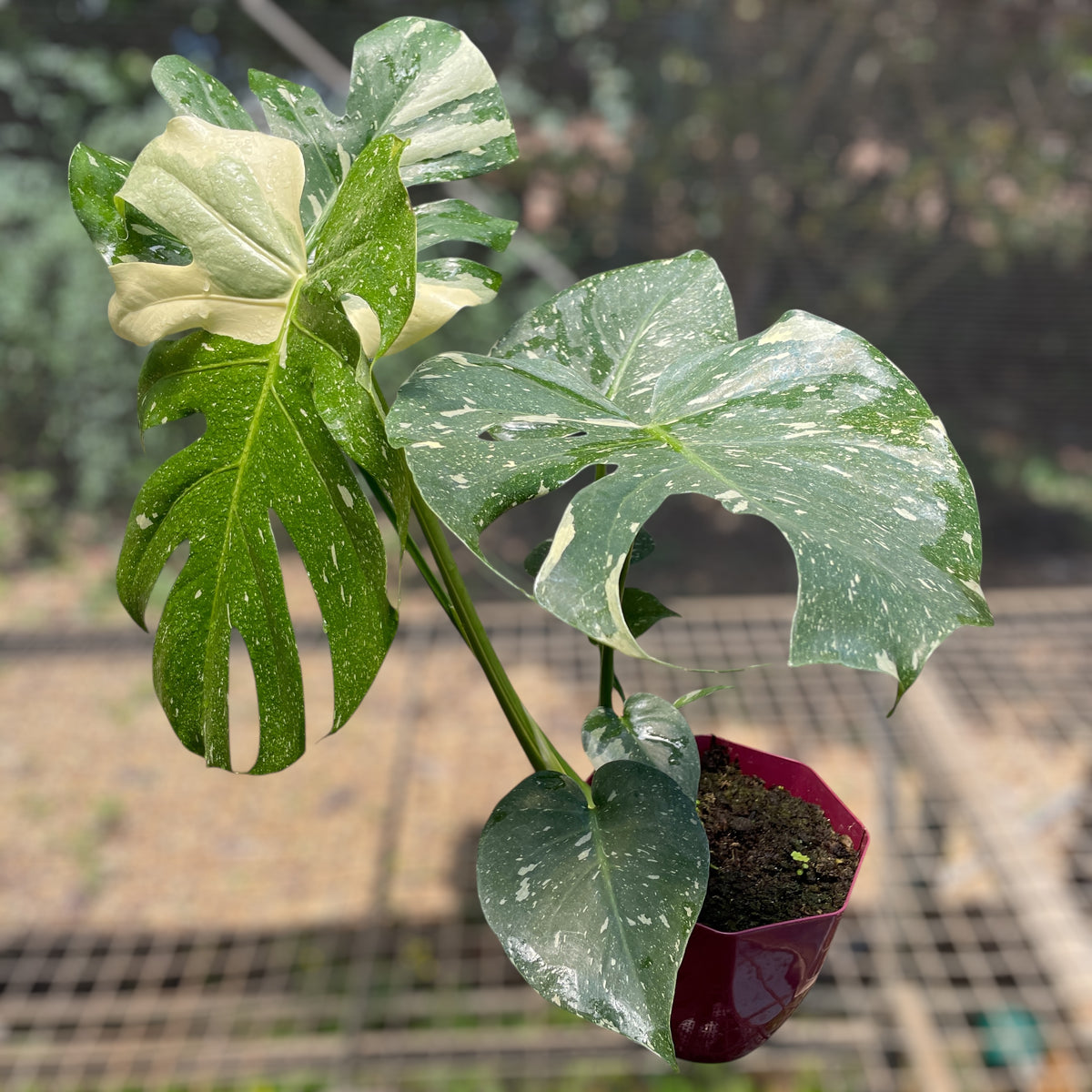 Monstera Thai Constellation vs Albo