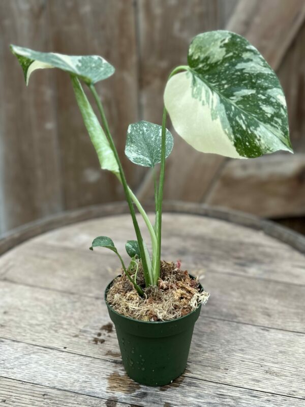 Cuidados Monstera Thai Constellation